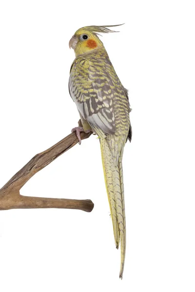 雌性科卡提尔鸟 亦称尼姆皮克斯鸟 Nymphicus Hollandicus 背靠木树枝坐下 看起来好奇的相机 被白色背景隔离 头侧面的方式显示顶点 — 图库照片