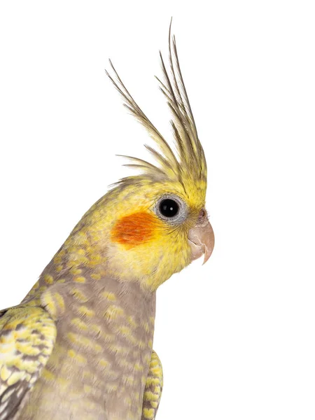 Tête Oiseau Cockatiel Féminin Alias Nymphicus Hollandicus Air Curieux Isolé — Photo