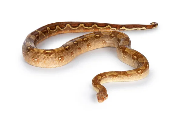 알비노보아 스트로스 Boa Imperator Snake 사진은 표식을 보여준다 배경에 고립됨 — 스톡 사진