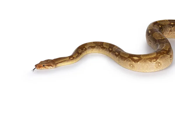 Volwassen Albino Boa Constrictor Aka Boa Imperator Slang Bewegend Wit — Stockfoto