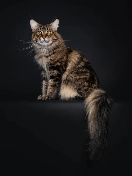 Impressionante Jovem Adulto Preto Tabby Maine Coon Gato Sentado Caminhos — Fotografia de Stock