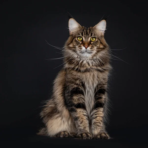 Beeindruckende Junge Erwachsene Schwarze Gestromte Maine Coon Katze Die Frontal — Stockfoto