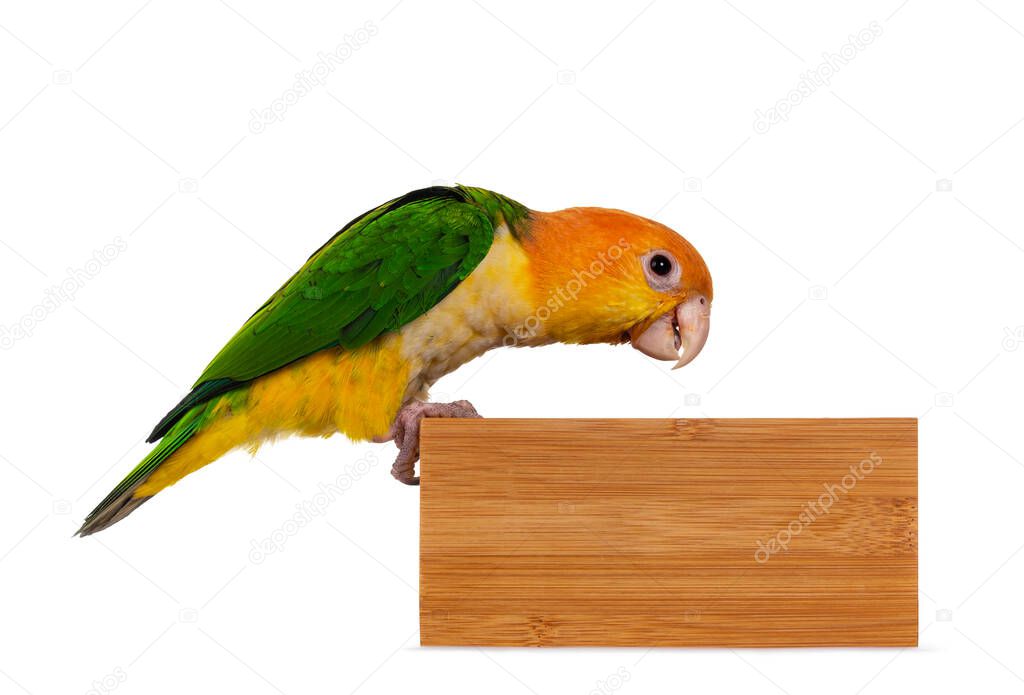 Young White bellied caique bird, sitting side ways on edge of wooden tray.Looking curious into the tray. Isolated on white background.