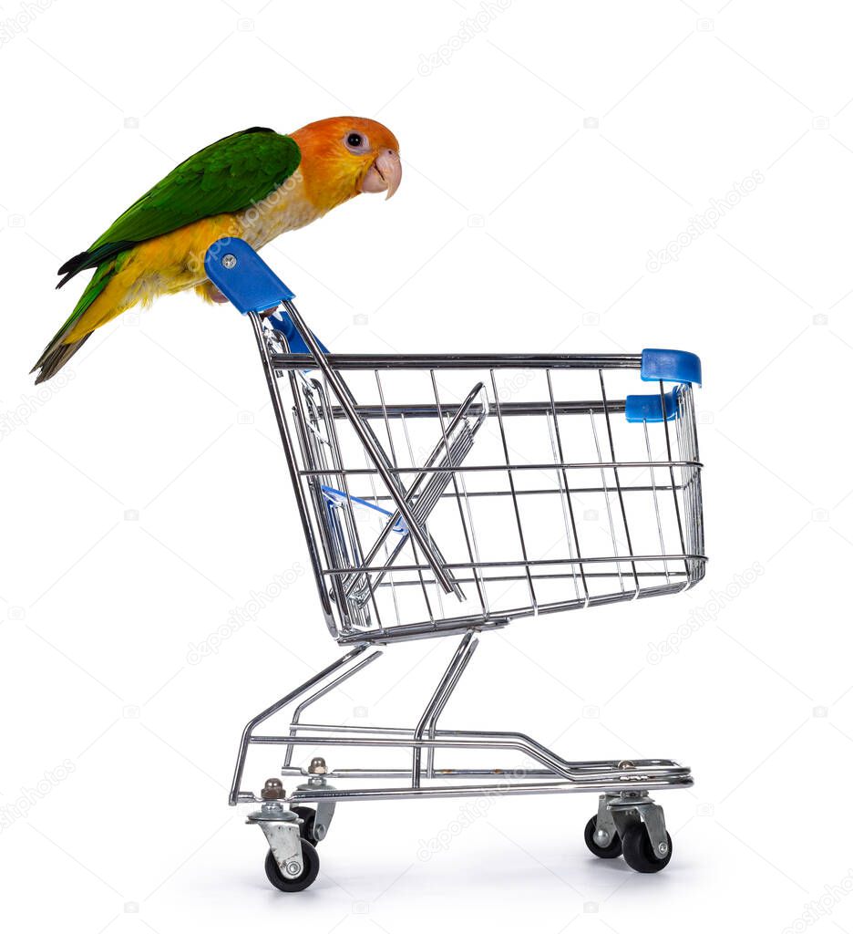 Young White bellied caique bird, sitting side ways on handle from mini shopping cart. Looking curious into the cart. Isolated on white background.