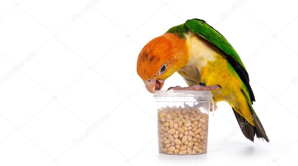 Young White bellied caique bird, sitting on top of bucket with seeds. Looking towards bucket tying to open it with beak. Isolated on white background.