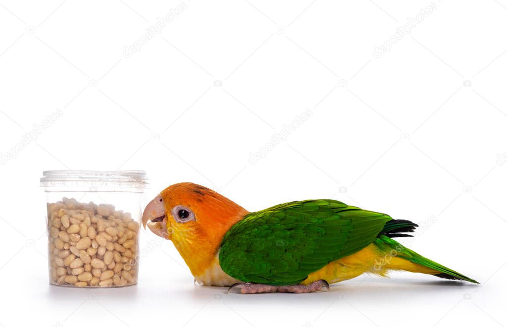 Young White bellied caique bird, laying flat on the floor. Looking hungry to bucket with seeds. Isolated on white background.