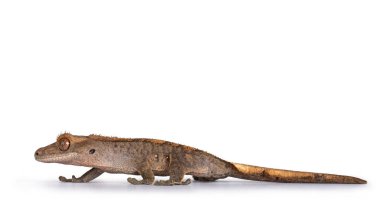 Gri renkli ibikli Gecko, nam-ı diğer Correlophus ciliatus 'un göz seviyesi. İleriye bakan yan yollar. Beyaz arkaplanda izole.