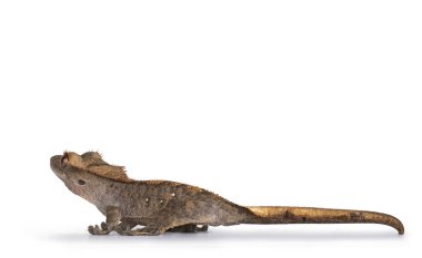 Gri renkli ibikli Gecko, nam-ı diğer Correlophus ciliatus 'un göz seviyesi. Başı arkaya dönük yan yollarda dikiliyordu. Beyaz arkaplanda izole.