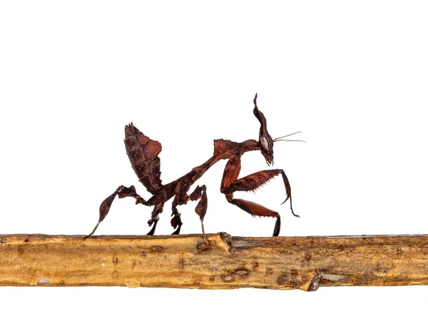 Seitenansicht Der Geistermantis Alias Phyllocrania Paradoxa Nymphe Seitwärts Auf Holzstäben — Stockfoto