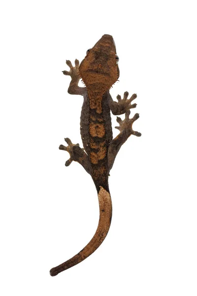 Crested Gecko 꼭대기 Correlophus Ciliatus 있습니다 배경에 고립됨 — 스톡 사진