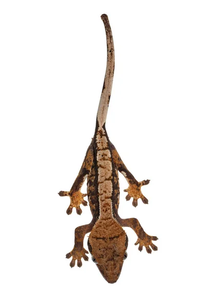 Верхний Вид Crested Gecko Aka Correlophus Ciliatus Стоя Белой Поверхности — стоковое фото