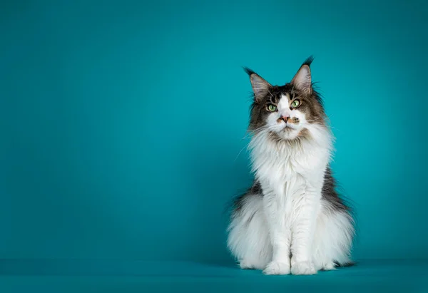 Handsome Young Maine Coon Cat Sitting Looking Dreamy Camera Isolated — Stock Photo, Image