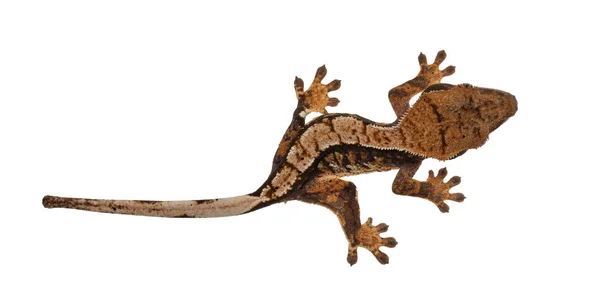 Top View Crested Gecko Más Néven Correlophus Ciliatus Fehér Felületen — Stock Fotó