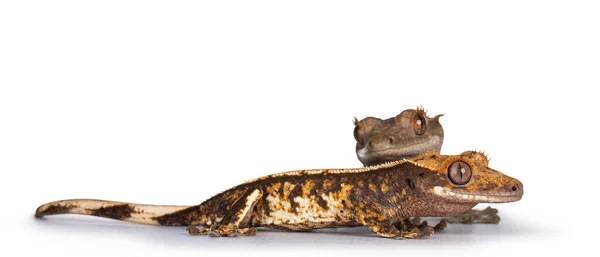 Eye Level Two Crested Gecko Aka Correlophus Ciliatus Stojím Bokem — Stock fotografie
