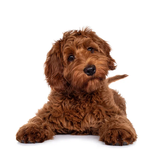 Adorável Cachorro Cobberdog Vermelho Deitado Com Patas Dianteiras Esticadas Para — Fotografia de Stock