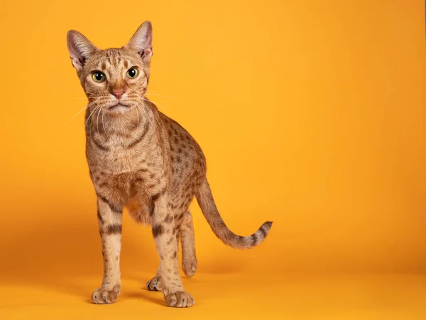 Yakışıklı, yetişkin bir erkek Ocicat kedisi, yüzü önde duruyor. Kameraya doğru bakıyorum. Katı turuncu arka planda izole edilmiş..