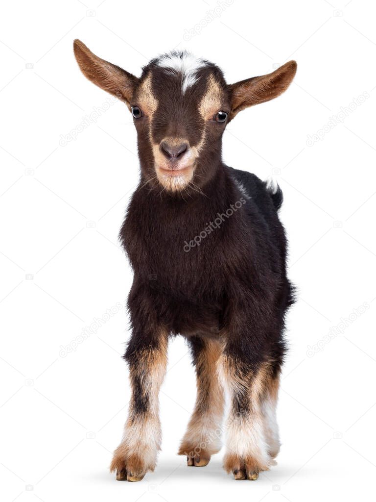 Cute brown baby goat, standing facing front. Looking straight to camera showing both eyes. Isolated on a white background.