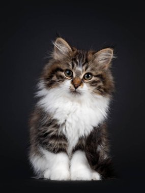 Beyaz Sibirya kedisi kedisi olan sevimli siyah tekir kedisi, yüzü önde oturuyor. Kameraya doğru bakıyorum. Siyah arka grond 'da izole edilmiş.