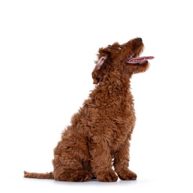 Tatlı kırmızı Cobberdog yavrusu, yan yana oturuyor. Sabırla bir şeyler bekliyor. beyaz arkaplanda izole.