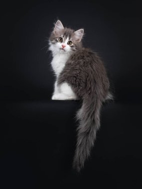 Sibirya Orman Kedisi 'nin beyaz, sevimli birengi, kuyruğu aşağı sarkmış, gerilerde oturuyor. Omuzlarının üzerinden lense doğru bakıyor. Siyah bir arka planda izole edilmiş. Bir pençe kenarda.