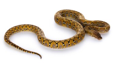 Güzel Reticulated piton namı diğer Malayopython retikülatus yılanı renkli platin. Beyaz arkaplanda izole.