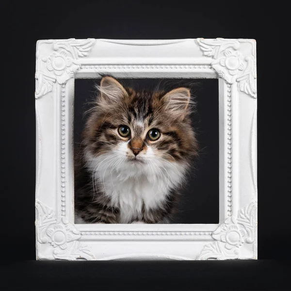 Cute Black Tabby White Siberian Cat Kitten Looking Empty Photo — Stock Photo, Image