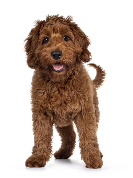 Önüne bakan sevimli kırmızı Cobberdog köpeği yavrusu. Kameraya doğru bakıyorum. beyaz arkaplanda izole.