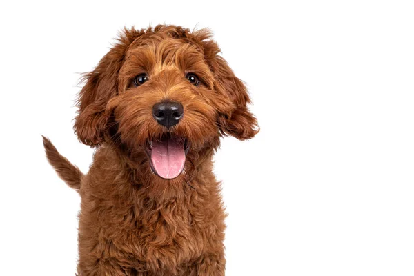 Funny Head Shot Cute Red Cobberdog Puppy Standing Facing Front — Stock Photo, Image