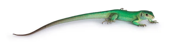 Vista Laterale Western Green Lizard Aka Lacerta Bilineata Isolato Sfondo — Foto Stock