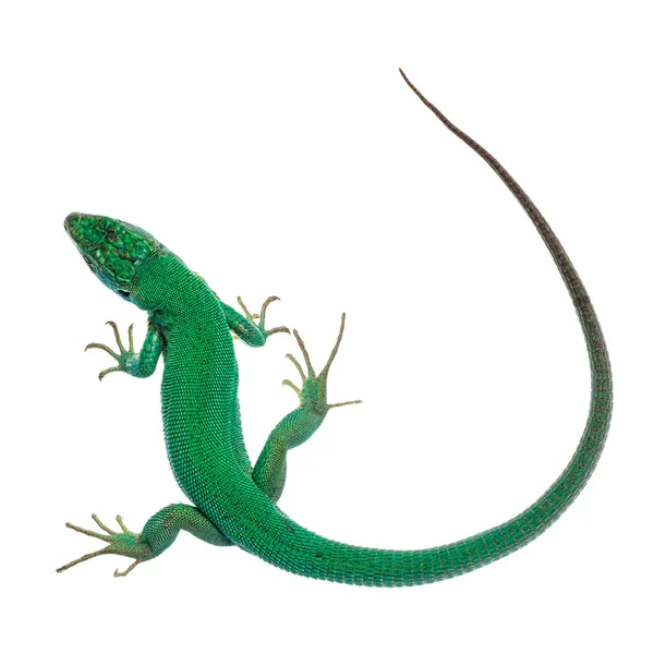 Widok Góry Western Green Lizard Aka Lacerta Bilineata Izolacja Białym — Zdjęcie stockowe