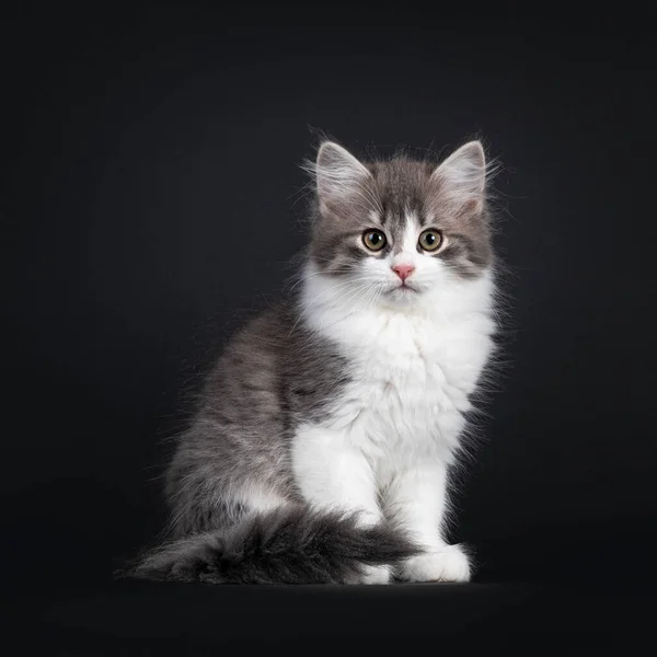 Carino Blu Bianco Bicolore Siberiano Forestcat Seduto Verso Alto Con — Foto Stock