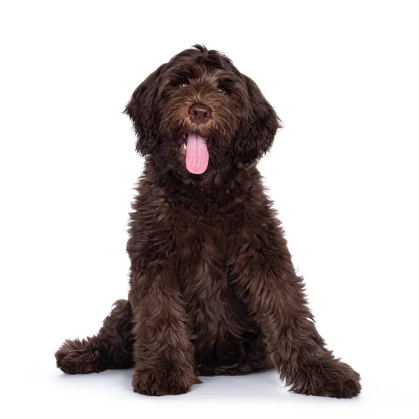 Adorabile Marrone Scuro Cobberdog Aka Labradoodle Cucciolo Seduto Davanti Con — Foto Stock