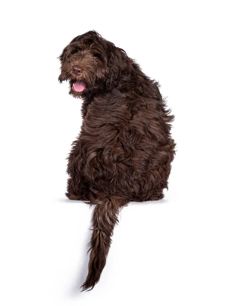 Adorable Perrito Cobberdog Color Marrón Oscuro Alias Cachorro Labradoodle Sentado —  Fotos de Stock