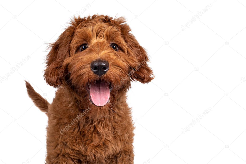 Funny head shot of cute red Cobberdog puppy, standing facing front. Looking curious towards camera. Isolated on white background. Tongue out.