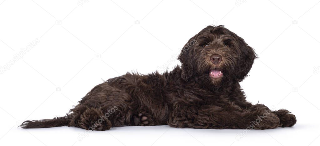 Adorable dark brown Cobberdog aka Labradoodle pup, laying down side ways with mouth open. Looking towards camera. Isolated on white background.