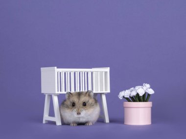 Şirin kahverengi bebek hamster, çiçek saksısı ve güllerle bebek beşiğinin altında oturuyor. Merakla kameraya bakıyorum. Mor bir arka planda izole edilmiş..