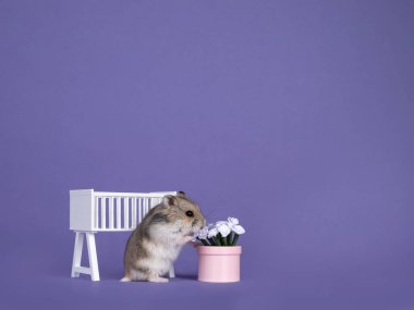 Şirin kahverengi bebek hamster, bebek beşiğinin kırkında duruyor güllerle saksıyı kokluyor. Merakla kameraya bakıyorum. Mor bir arka planda izole edilmiş..