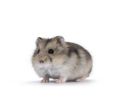Öne bakan sevimli bebek hamster. Kameraya doğru bakıyorum. Beyaz bir arkaplanda izole edilmiş.