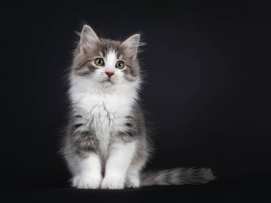 Sevimli mavi tekir uskumrusu Sibirya orman kedisi kedi yavrusu, yüzü önde oturuyor. Yana bakıyor. Siyah arkaplanda izole.