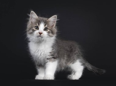 Sevimli mavi tekir uskumrusu Sibirya orman kedisi kedi yavrusu, yan yana duruyor. Objektife bakıyorum. Siyah arkaplanda izole.