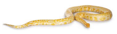 Genç Birman Python namı diğer Python bivittatus albino renkli yılan. Beyaz arkaplanda izole.