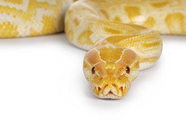 Genç yetişkin Birmanya Python 'u yakın plan diğer adıyla Python bivittatus yılanı albino renkli. Beyaz arkaplanda izole.