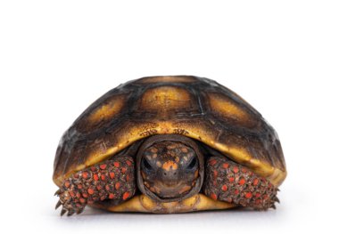 Kızıl Ayaklı Kaplumbağa, Chelonoidis Carbonaria olarak da bilinir. Beyaz arkaplanda izole.