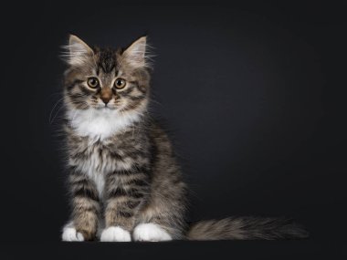 Önünde beyaz Sibirya kedisi olan sevimli siyah tekir kedisi oturuyor. Doğrudan kameraya bakıyorum. Siyah arkaplanda izole.