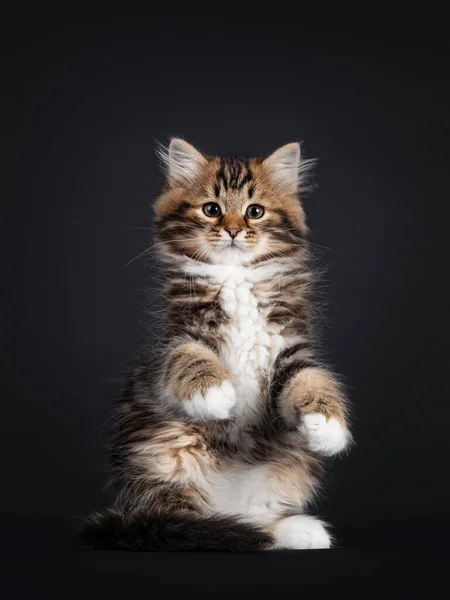 Gorgeous Brown Tabby Siberian Cat Kitten Sitting Facing Front Hind — Stock Photo, Image