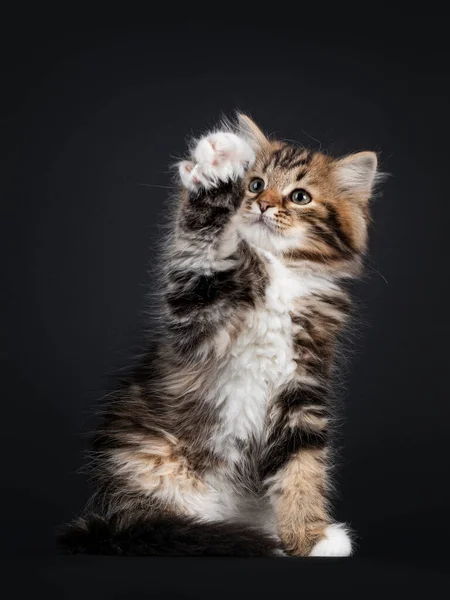 Великолепный Коричневый Котенок Сибирской Кошки Тэбби Сидящий Лицом Вперед Высоко — стоковое фото