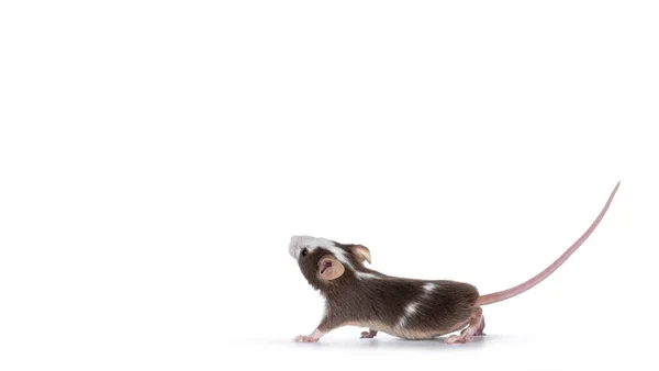 Leuke Wenkbrauw Met Witte Babymuis Zijwaarts Kijkend Geïsoleerd Witte Achtergrond — Stockfoto