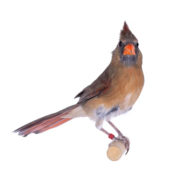 雌性北红衣主教Aka Cardinalis Cardinali鸟 坐在木棍上 被白色背景隔离 — 图库照片