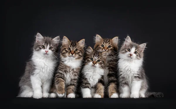 Grupa Pięciu Kotów Syberyjskich Różnych Kolorach Siedzących Idealnym Rzędzie Patrzę — Zdjęcie stockowe