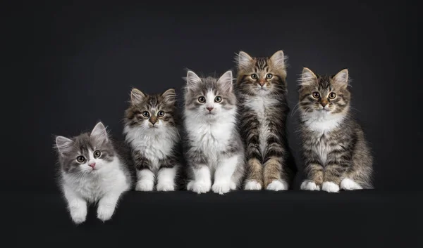 Grupo Cinco Gatos Siberianos Gatitos Una Variedad Colores Colocación Sentado — Foto de Stock